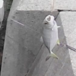 豆アジ ネンブツダイメッキ